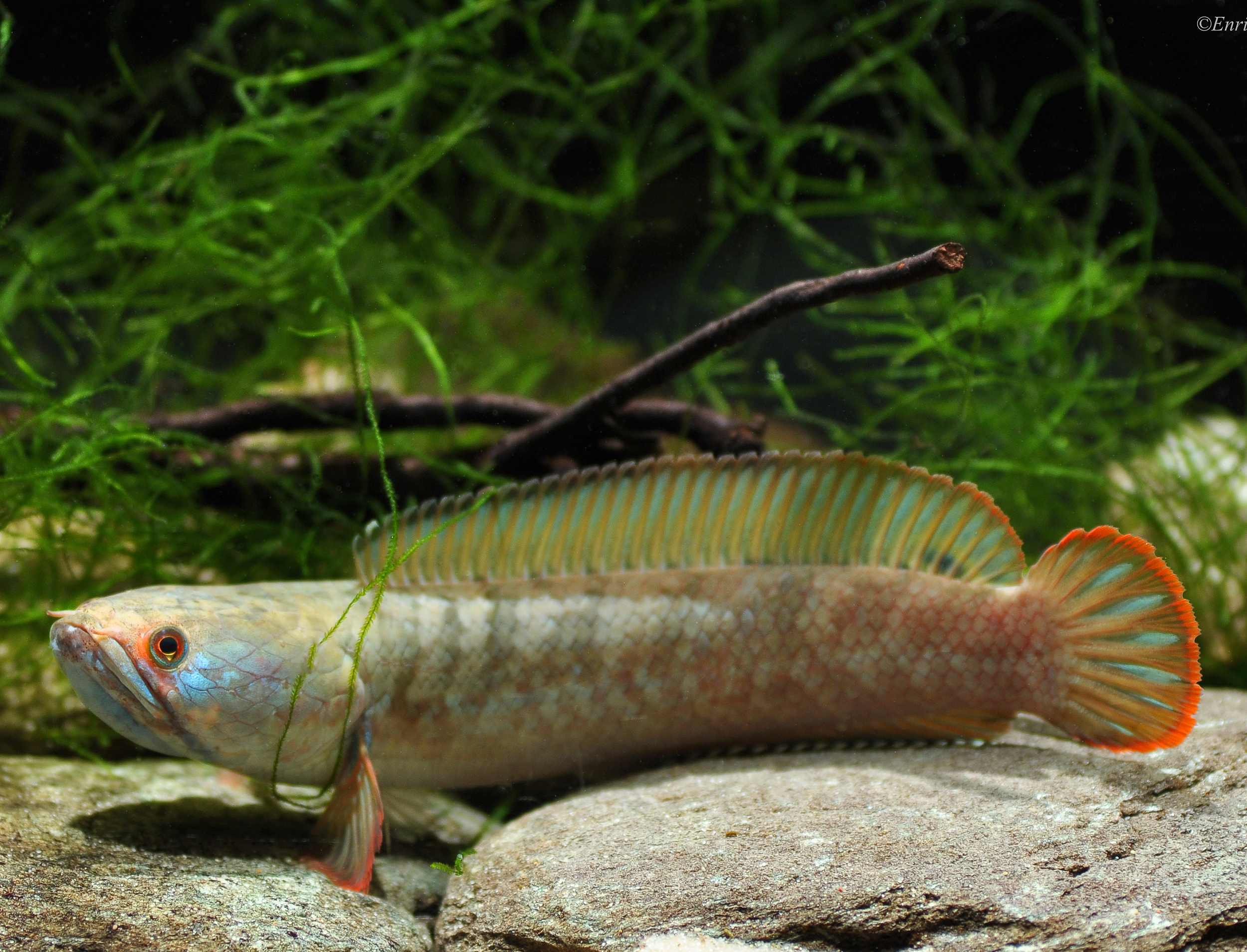 Channa gachua (Dwarf Snakehead)